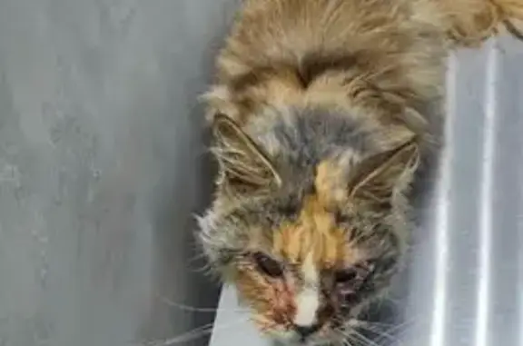 Найденные животные Новочебоксарск, фото: Найдена кошка, Советская 50А, Новочебоксарск