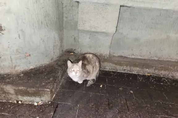 Найдена кошка, Санкт-Петербург, фото: Кошка найдена у Винлаб, 5-я Советская, СПб