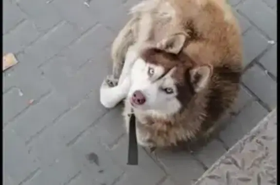 Найдена собака, Старочеркасская, фото: Собака найдена: Советская ул., 51, Старочеркасская