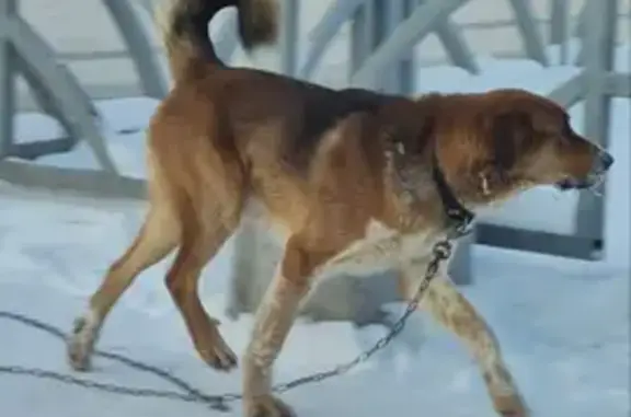 Пропала собака, ул. Амундсена 58/2, Екб