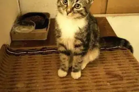 Найдена кошка, Воронеж, фото: Котёнок найден на ул. Артамонова, Воронеж