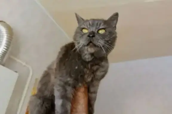 Найдена кошка, Оренбург, фото: Найдена кошка на Российской, 59, Оренбург