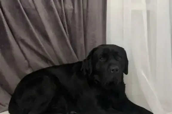 Найденные животные Ставрополь, фото: Найден лабрадор, ул. Серова, Ставрополь