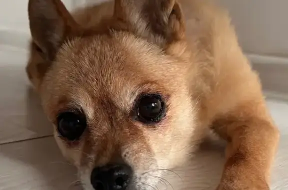 Найдена собака, Тюмень, фото: Собака найдена, ул. Моторостроителей 10