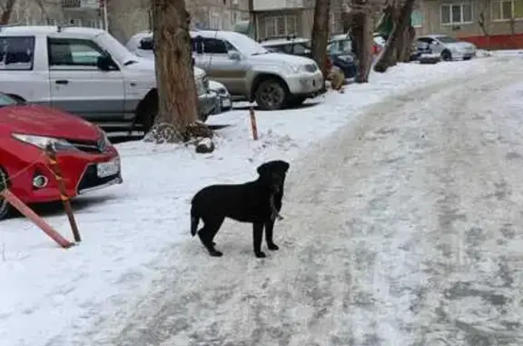 Найдена собака, Омск, фото: Собака найдена: ул. 20-я Линия, 53, Омск