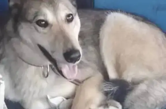 Пропала собака, Сибирская ул., Когалым