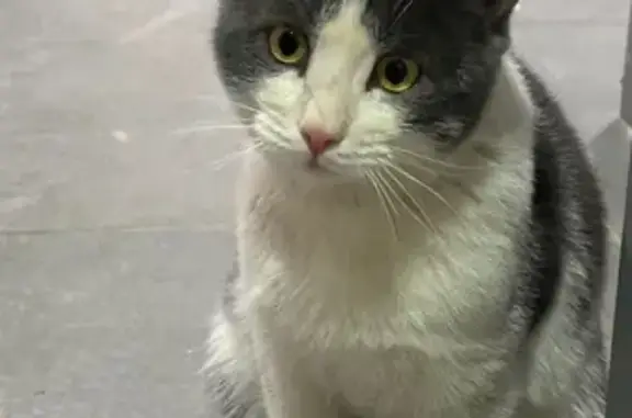 Найденные животные Москва, фото: Кошка найдена: Люблинская ул., 72А к1