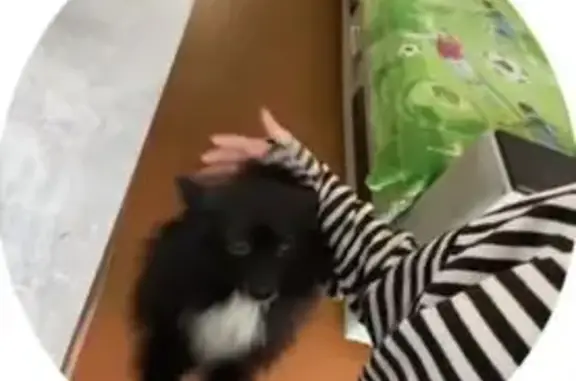 Пропала собака, ул. Матросова, 28, Лысьва