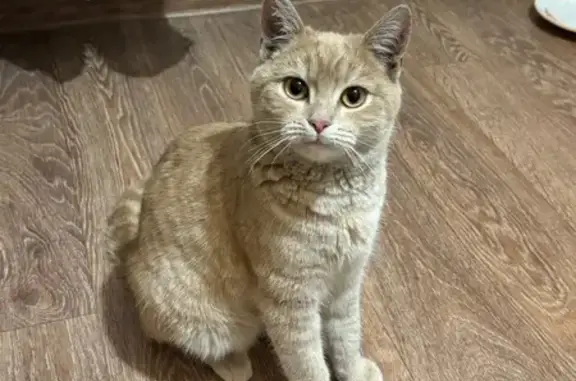 Найдена кошка, Казань, фото: Найдена кошка, ул. Аделя Кутуя, 110Б