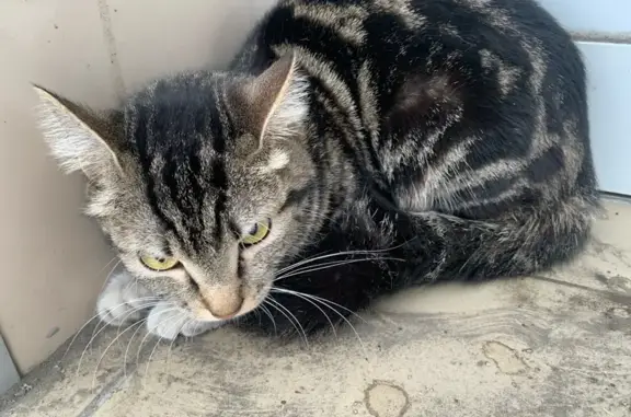 Объявления о пропавших и найденных животных, Абакан, фото: Кошка найдена: Вяткина, 10, Абакан