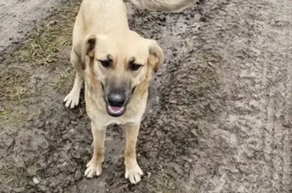 Собаки потеряшки, Тула, фото: Потеряшка собака, Красноармейский пр., Тула