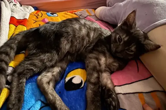 Найденные животные Люберцы, фото: Котенок найден у плиты, Гагарина 23, Люберцы