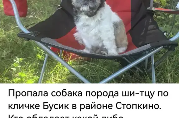 Пропала собака Бусик, Алексин, Тула