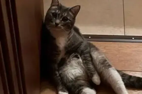 Пропала кошка, ул. Бажова, 31, Сургут