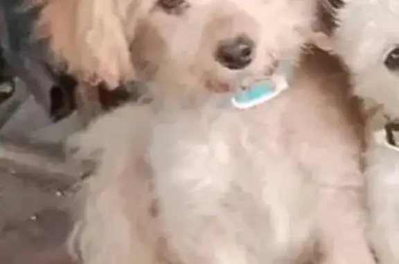 Пропала собака, ул. Гагарина, 27, Челябинск