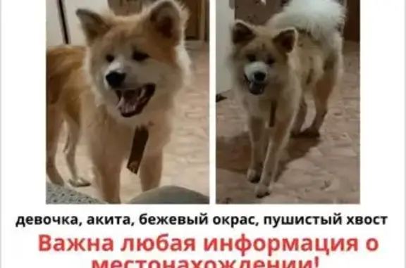 Собаки потеряшки, Кузнецк, фото: Потеряшка собака, ул. Республики, 2Б