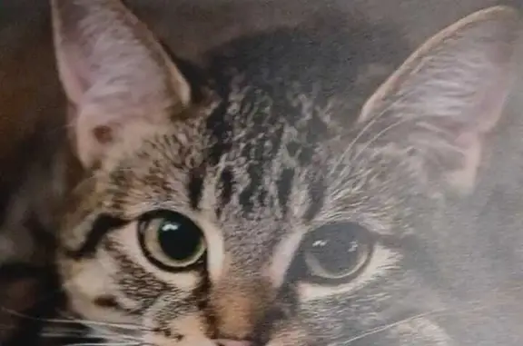 Пропала кошка, Матвеевская ул. 10 к3