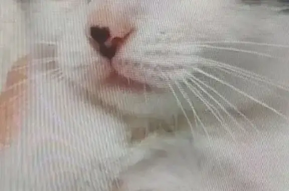 Пропали котята, Красный пр., Новосибирск