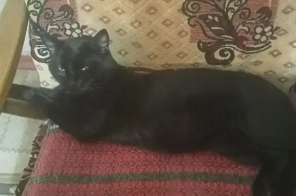 Потерянные животные Курск, фото: Пропала кошка, ул. Заводская 39Б, Курск