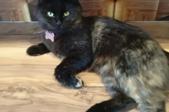 Пропала кошка, Дятьково, Брянская обл.