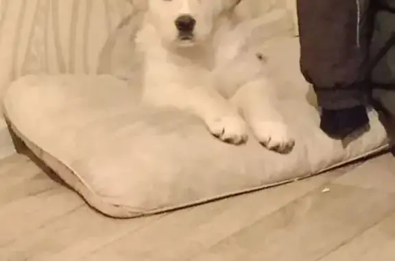 Пропала белая собака в Красноярском крае