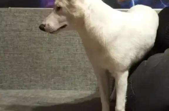 Пропала собака, Осипенко 8А, Липецк