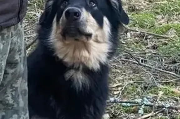 Пропала собака Берта, Лесная ул., 49, Дворцы