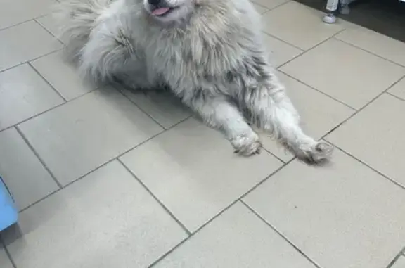 Объявления о пропавших и найденных животных, Коптяки, фото: Найдена собака, Радужная 1, Коптяки