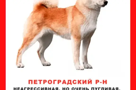 Пропала сиба-ину в Колпинском саду