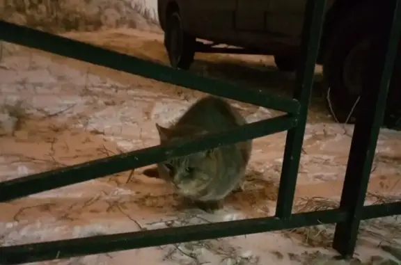 Объявления о пропавших и найденных животных, Колтуши, фото: Красивая кошка найдена в Колтушах