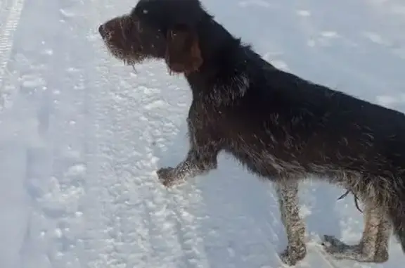 Дратхаар найден: Озёрная, 15, Казанка - photo