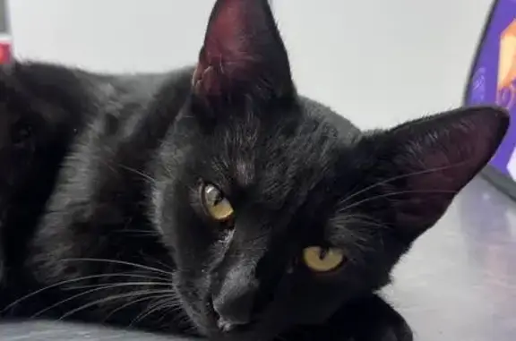 Найдена кошка, Саратов, фото: Найдена кошка, ул. Уфимцева, Саратов