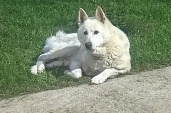 Пропала собака, Лаишево-Курманаково