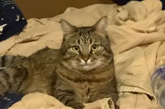 Пропала кошка, Советская ул., Куровское