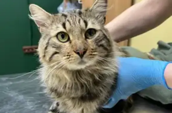 Найдена кошка, Казань, фото: Кошка найдена на Повстанческой 63, Казань