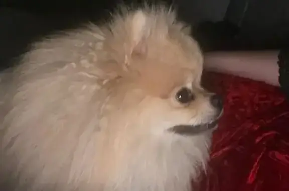 Собаки потеряшки, Москва, фото: Потеряшка собака, проезд Энтузиастов, Москва