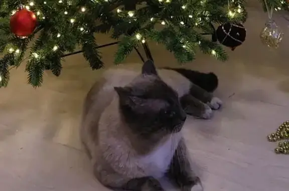 Пропала кошка, Детская ул., 8, Липецк