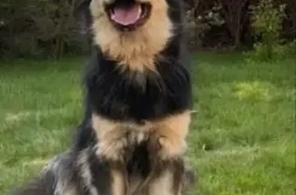 Пропала собака в Дворцах, Лесная, 55