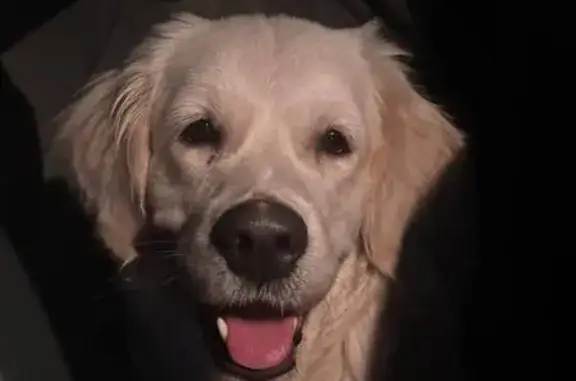 Найденные животные Москва, фото: Голден ретривер найдена на Ярославском ш., 18 с2