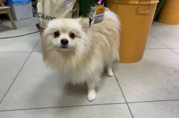 Найденные животные Нефтеюганск, фото: Шпиц найден: ул. Нефтяников, Нефтеюганск