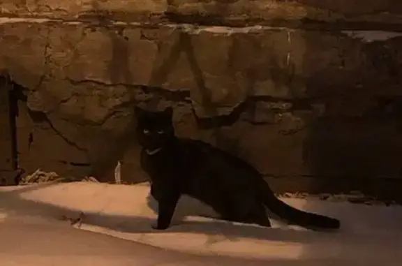 Найдена кошка, Иркутск, фото: Кошка найдена на Декабрьских Событий, 21