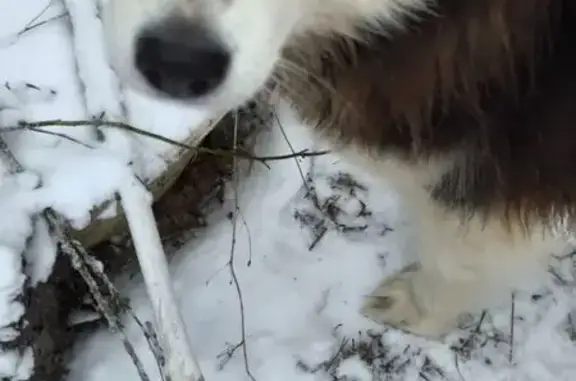 Найдена собака, Выборг, фото: Собака найдена: Черкасовский проезд, Выборг