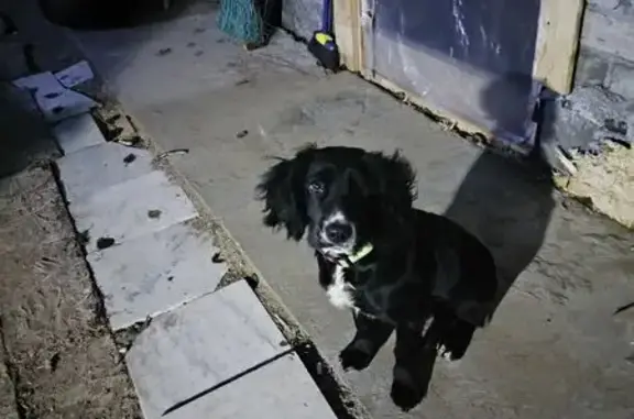 Объявления о пропавших и найденных животных, дома отдыха «Пахра», фото: Щенок найден: Белый Ильмень, Астрахань