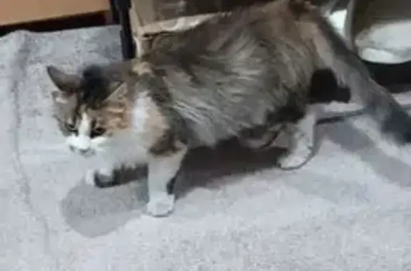 Кошки потеряшки, Троицк, фото: Потеряшка кошка, Красногвардейская 17, Троицк