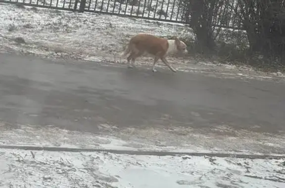 Найдена собака, Липецк, фото: Собака найдена: ул. Хорошавина, 15, Липецк