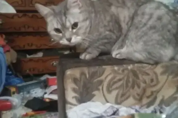 Найдена кошка, Екатеринбург, фото: Кошка найдена, ул. Большакова, 85, Екб