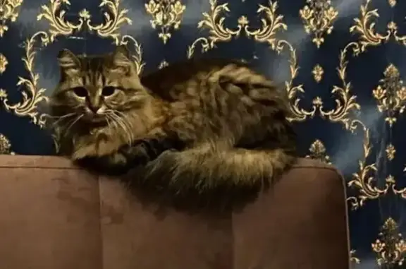 Потерянные животные Москва, фото: Пропала кошка, Ленинградское шоссе, 26к2