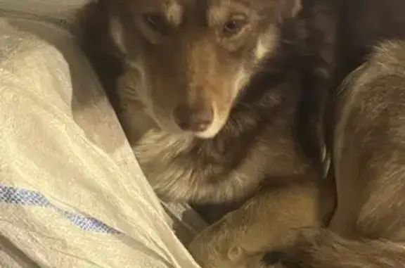 Найдена собака, Ростов-на-Дону, фото: Собака найдена: пл. 2-й Пятилетки, Ростов-на-Дону