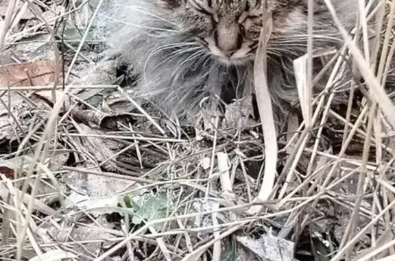Найденные животные Волгоград, фото: Слепая кошка найдена на Рионской, Волгоград