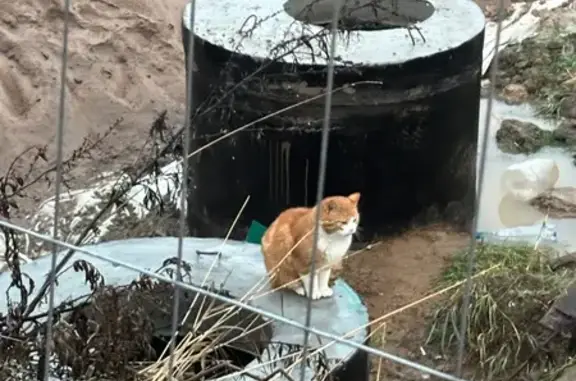 Найдена кошка, Стрельна, фото: Найдена кошка в Стрельне, Санкт-Петербург